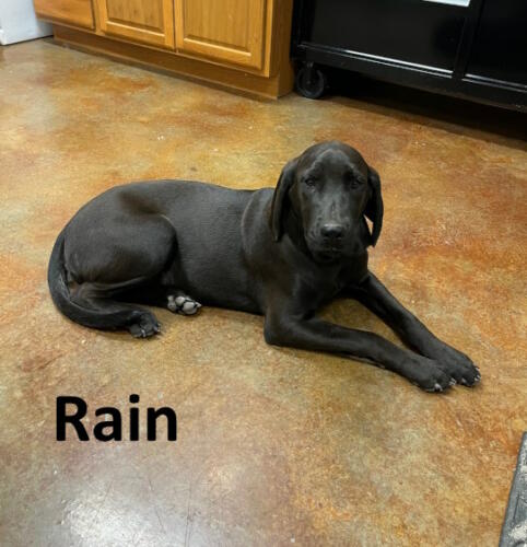 Stone County Humane Society