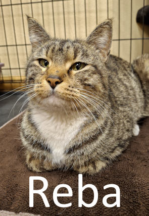 Stone County Humane Society