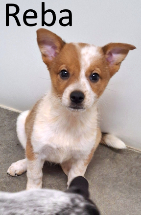 Stone County Humane Society