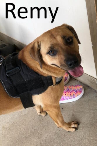 Stone County Humane Society