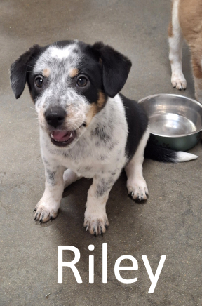 Stone County Humane Society