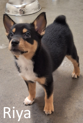 Stone County Humane Society