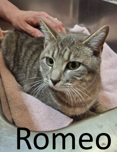 Stone County Humane Society