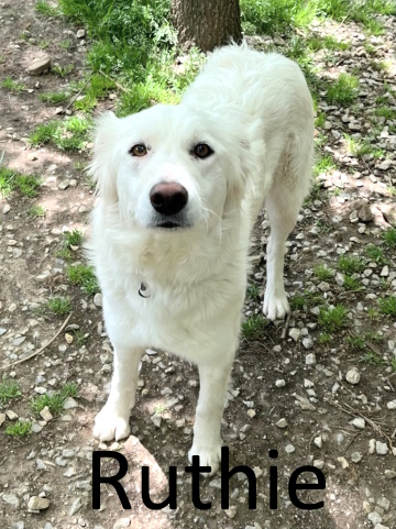 Stone County Humane Society