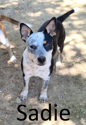 Stone County Humane Society