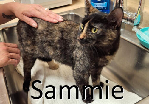 Stone County Humane Society