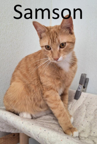 Stone County Humane Society