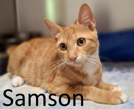Stone County Humane Society