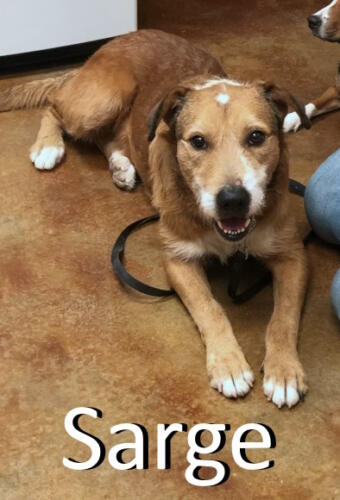 Stone County Humane Society