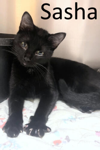Stone County Humane Society, Black Cat