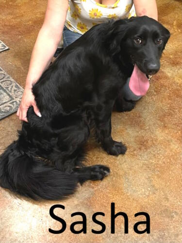 Stone County Humane Society