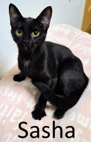 Stone County Humane Society