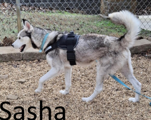 Stone County Humane Society