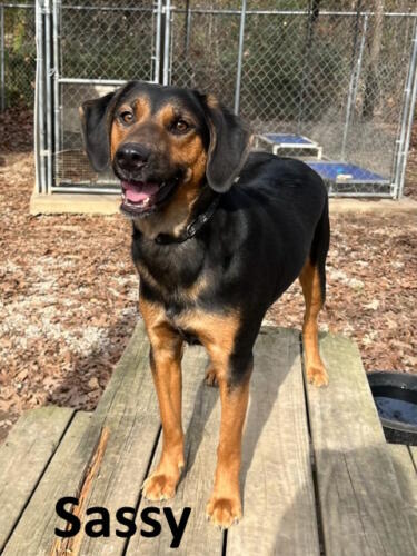 Stone County Humane Society