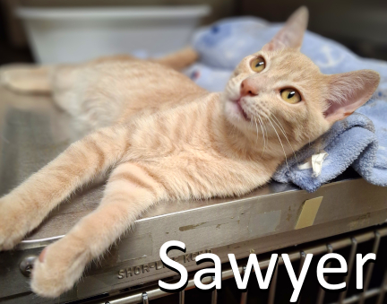 Stone County Humane Society