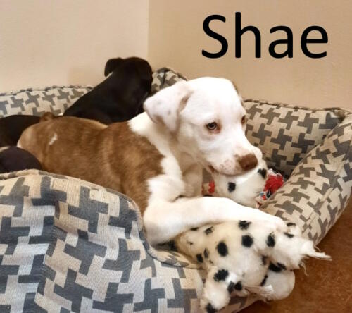 Stone County Humane Society