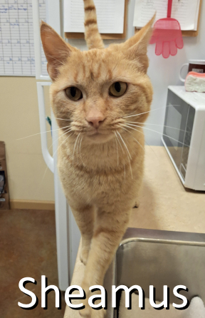Stone County Humane Society