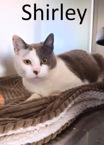 Stone County Humane Society