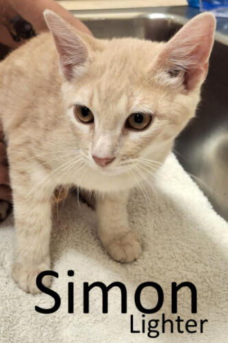 Stone County Humane Society