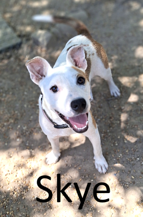 Stone County Humane Society
