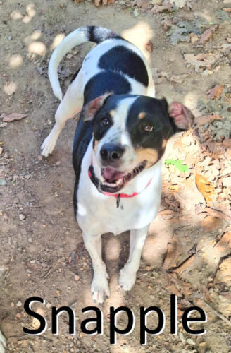Bonded Pair of Dogs