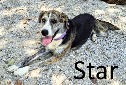 Stone County Humane Society