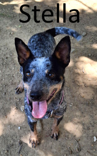 Stone County Humane Society