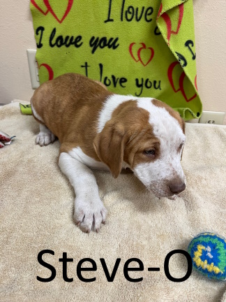 Stone County Humane Society