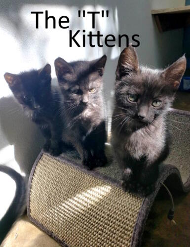Stone County Humane Society
