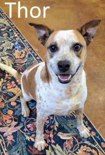 Stone County Humane Society