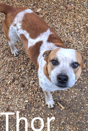 Stone County Humane Society