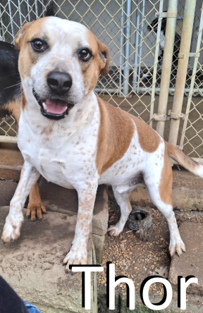 Stone County Humane Society