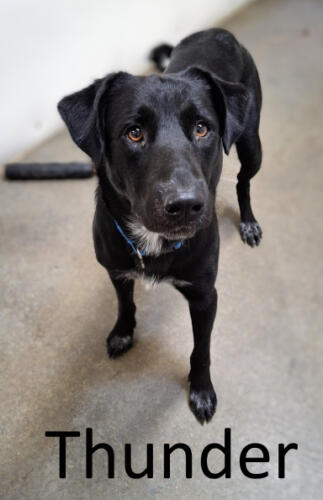 Stone County Humane Society
