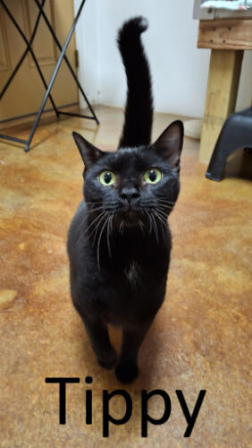 Stone County Humane Society