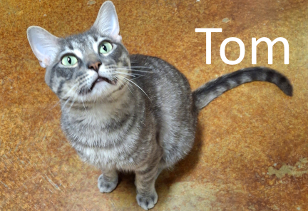 Stone County Humane Society