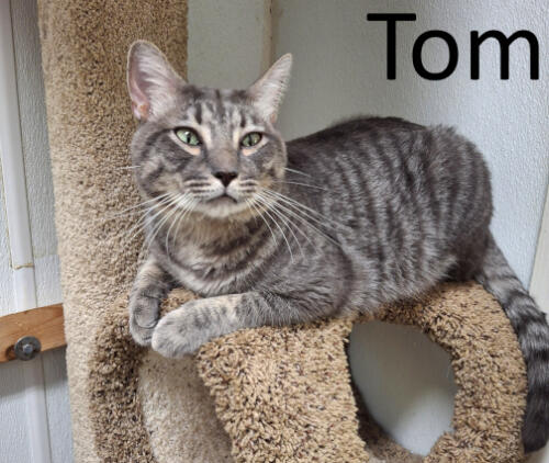 Stone County Humane Society, Gray Cat, Green eye cat