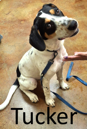 Beagle Mix, Treeing Walker Hound Mix, SCHS