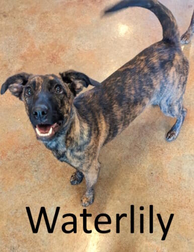 Stone County Humane Society