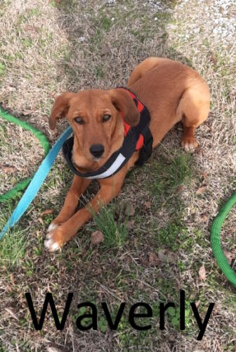 Stone County Humane Society