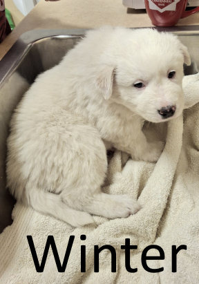 Stone County Humane Society