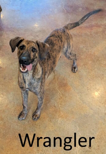 Stone County Humane Society