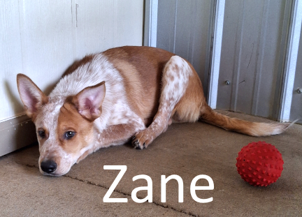 Stone County Humane Society