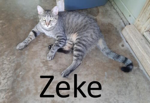 Stone County Humane Society