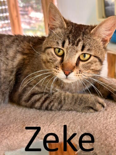 Stone County Humane Society