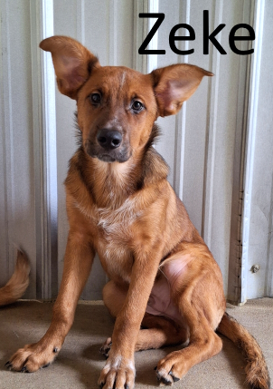 Stone County Humane Society