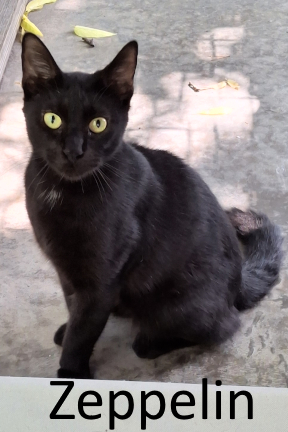 Stone County Humane Society