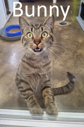 Stone County Humane Society