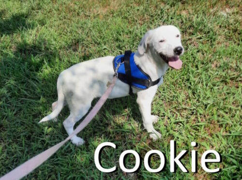 Stone County Humane Society