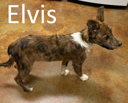 Stone County Humane Society